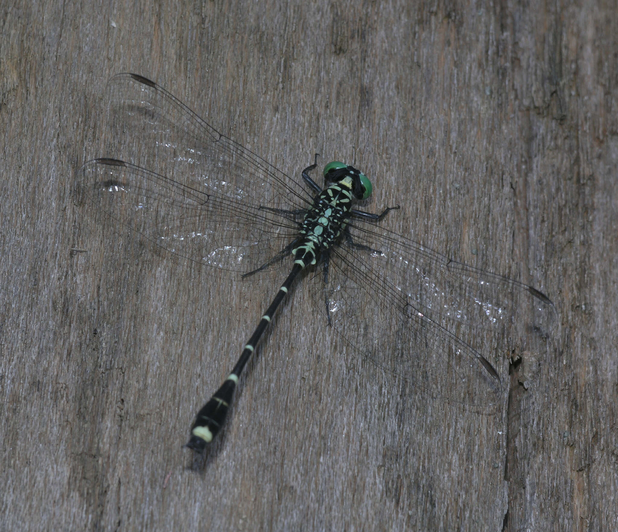 Imagem de Burmagomphus asahinai Kosterin, Makbun & Dawwrueng 2012