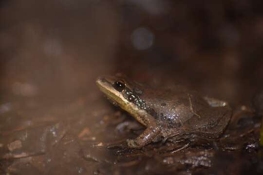 Image of Cajun Chorus Frog