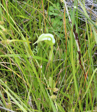 Image of Pterostylis micromega Hook. fil.