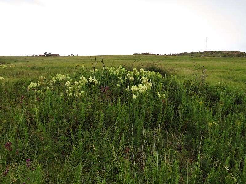 Image de Hebenstretia oatesii subsp. oatesii