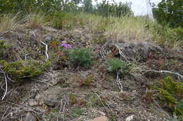 Image of Rumex arifolius All.