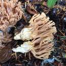 Clavaria gelatinosa Coker 1923 resmi