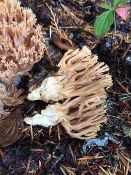 Clavaria gelatinosa Coker 1923 resmi