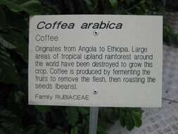 Image of Arabian coffee