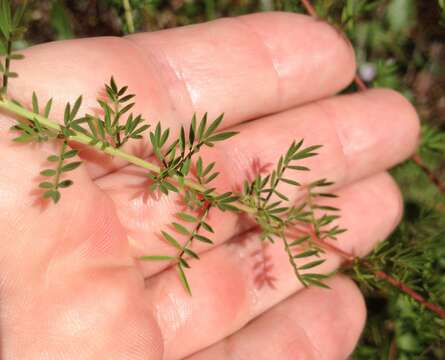 Plancia ëd Dalea carnea (Michx.) Poir.