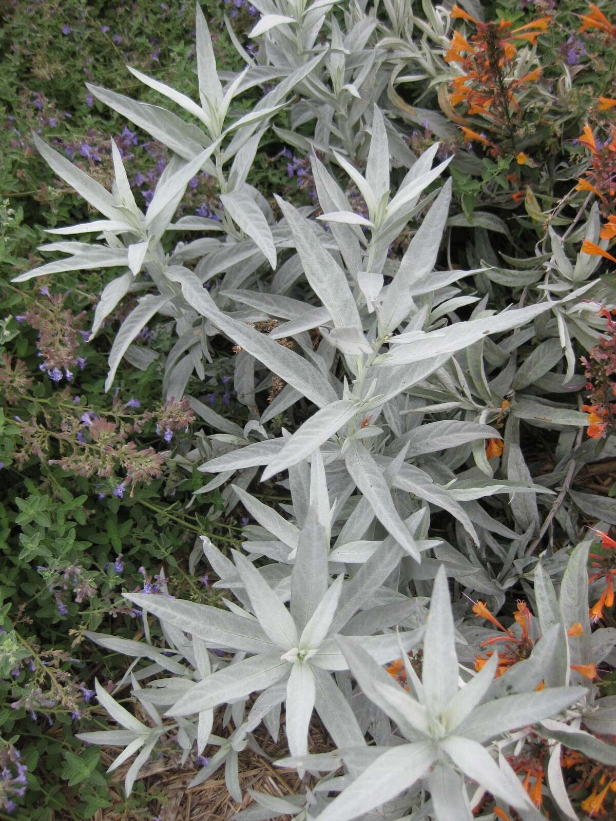 Image of white sagebrush