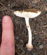 صورة Amanita australis G. Stev. 1962