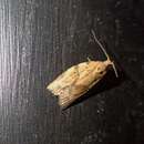 Image of Light brown apple moth