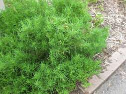 Image of lavender cotton