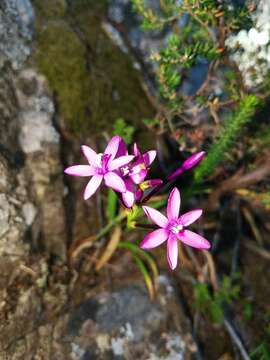 Thereianthus minutus (Klatt) G. J. Lewis resmi