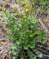 Image of Geum magellanicum Comm. ex Pers.