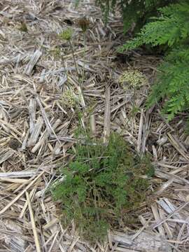 Image of Queen Anne's lace