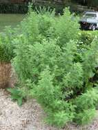 Image of sweet sagewort