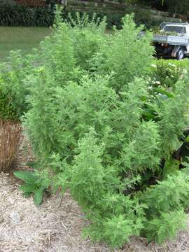 Image of sweet sagewort