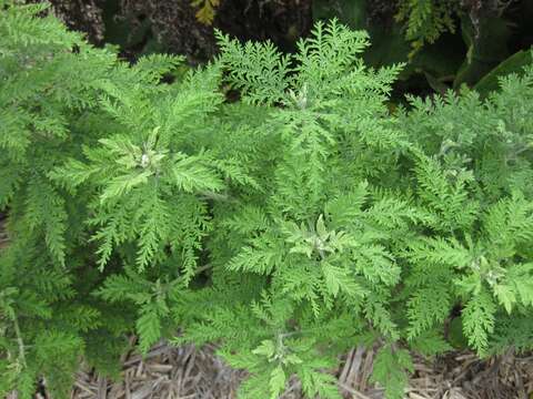 Image of sweet sagewort