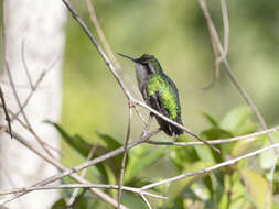 Image of Green-tailed Emerald