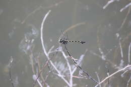 Imagem de Ictinogomphus decoratus (Selys 1854)