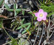 Image of Rinzia schollerifolia (Lehm.) M. E. Trudgen