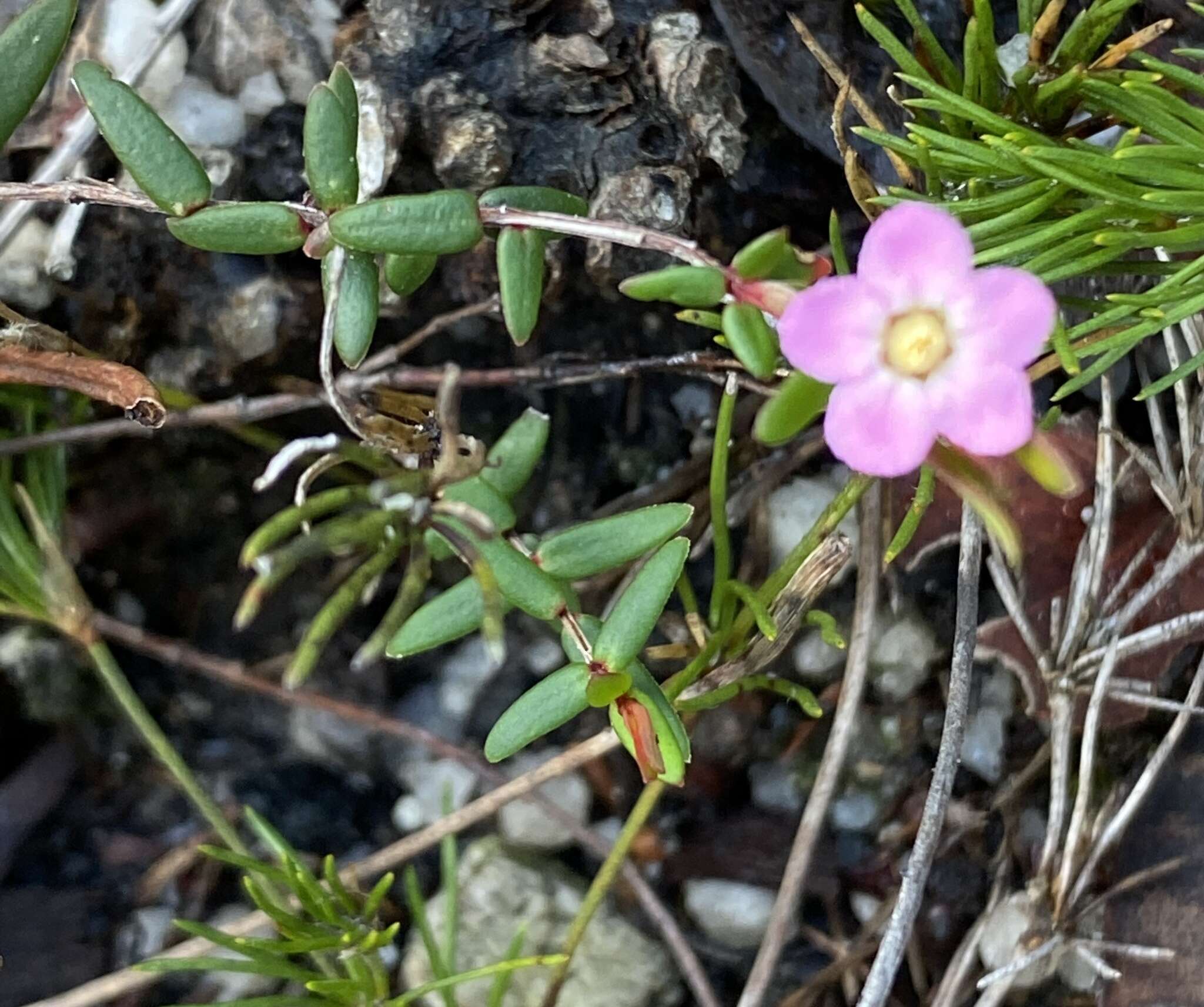 Image of Rinzia schollerifolia (Lehm.) M. E. Trudgen