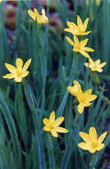 صورة Sisyrinchium californicum (Ker Gawl.) Dryand.