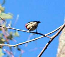 Image of Scarlet Honeyeater