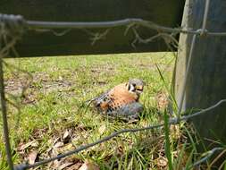 Image of Little Sparrow Hawk