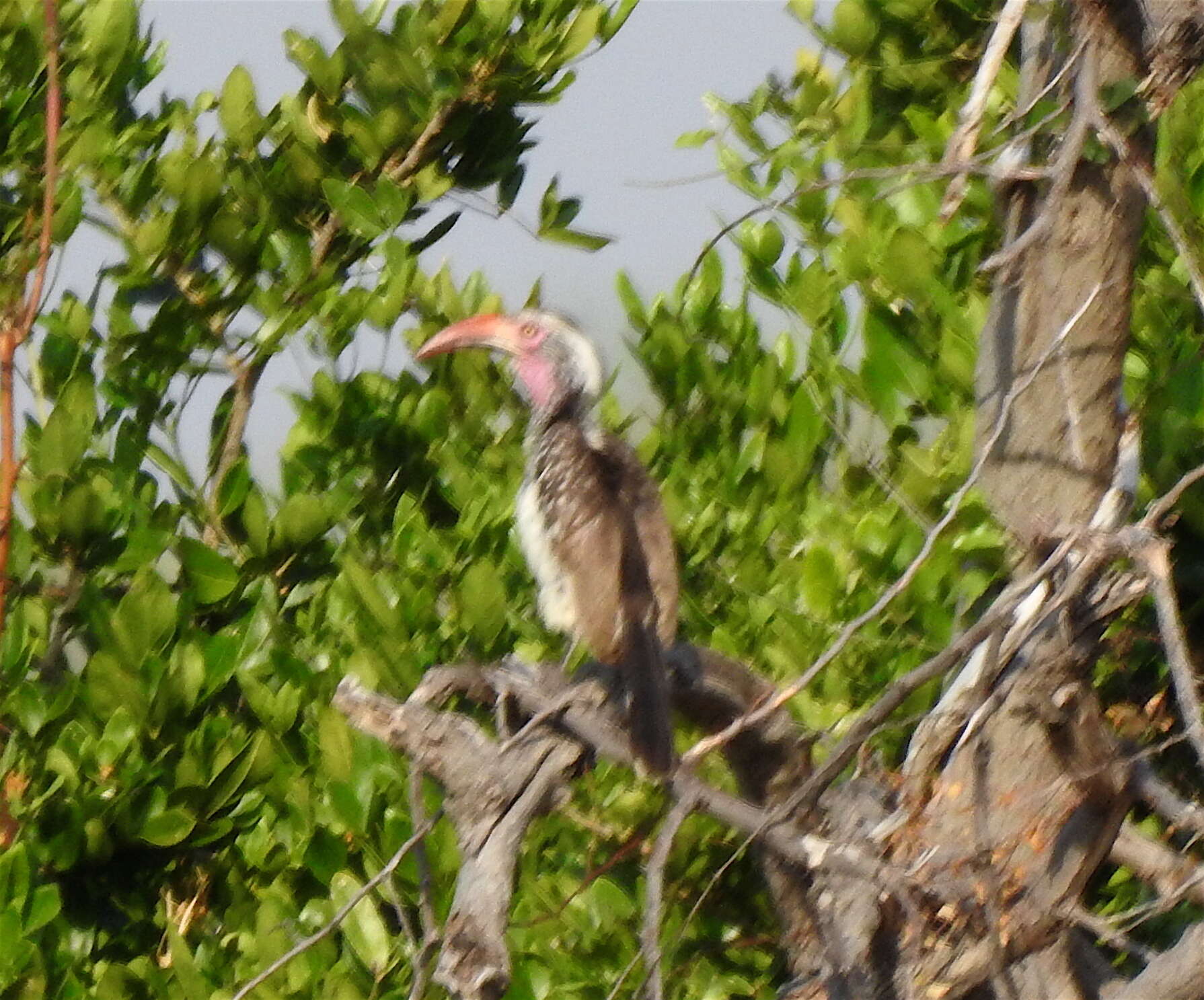 Image of Southern Red-billed Hornbill