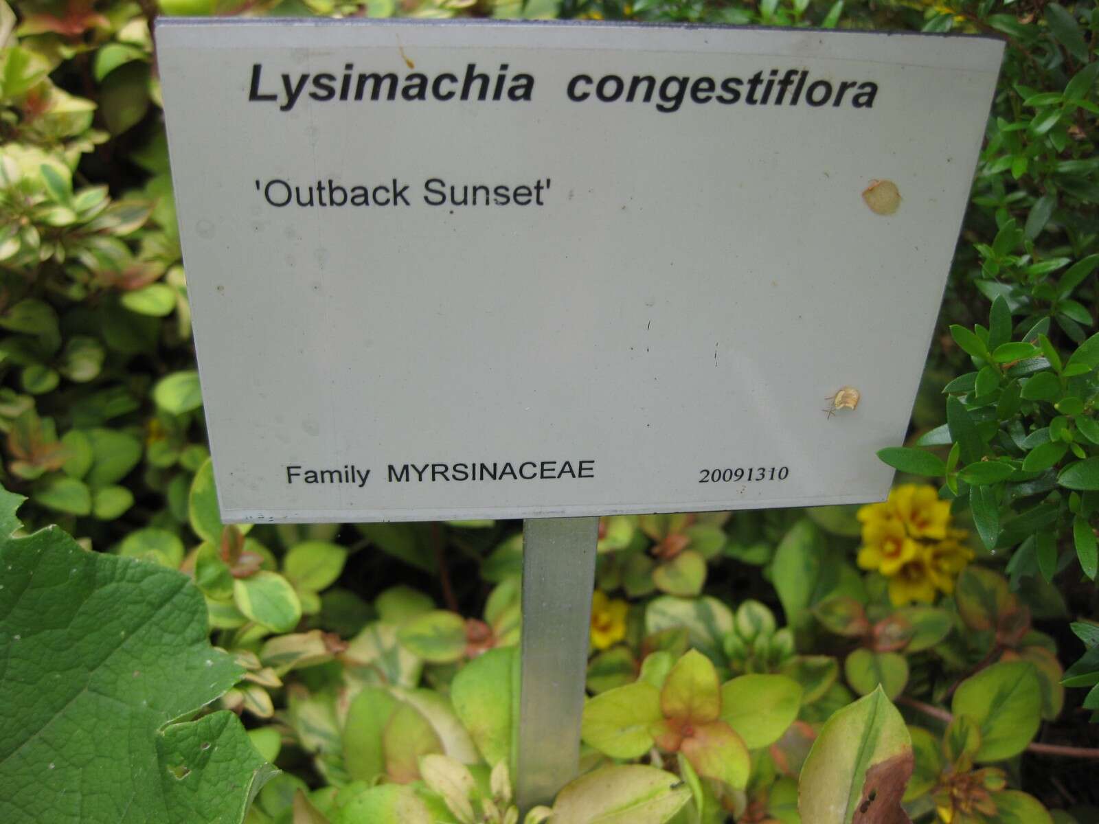 Plancia ëd Lysimachia congestiflora Hemsl.