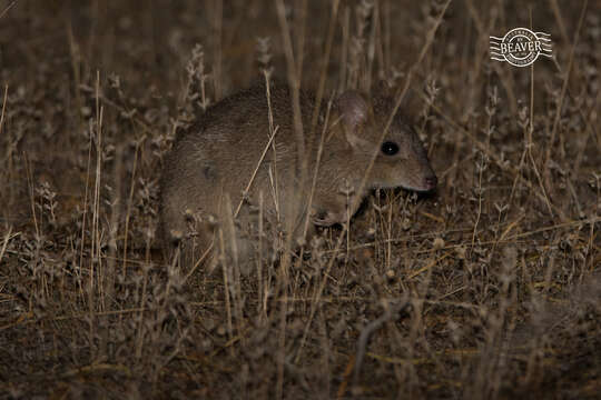 Image of Brush-tailed Bettong