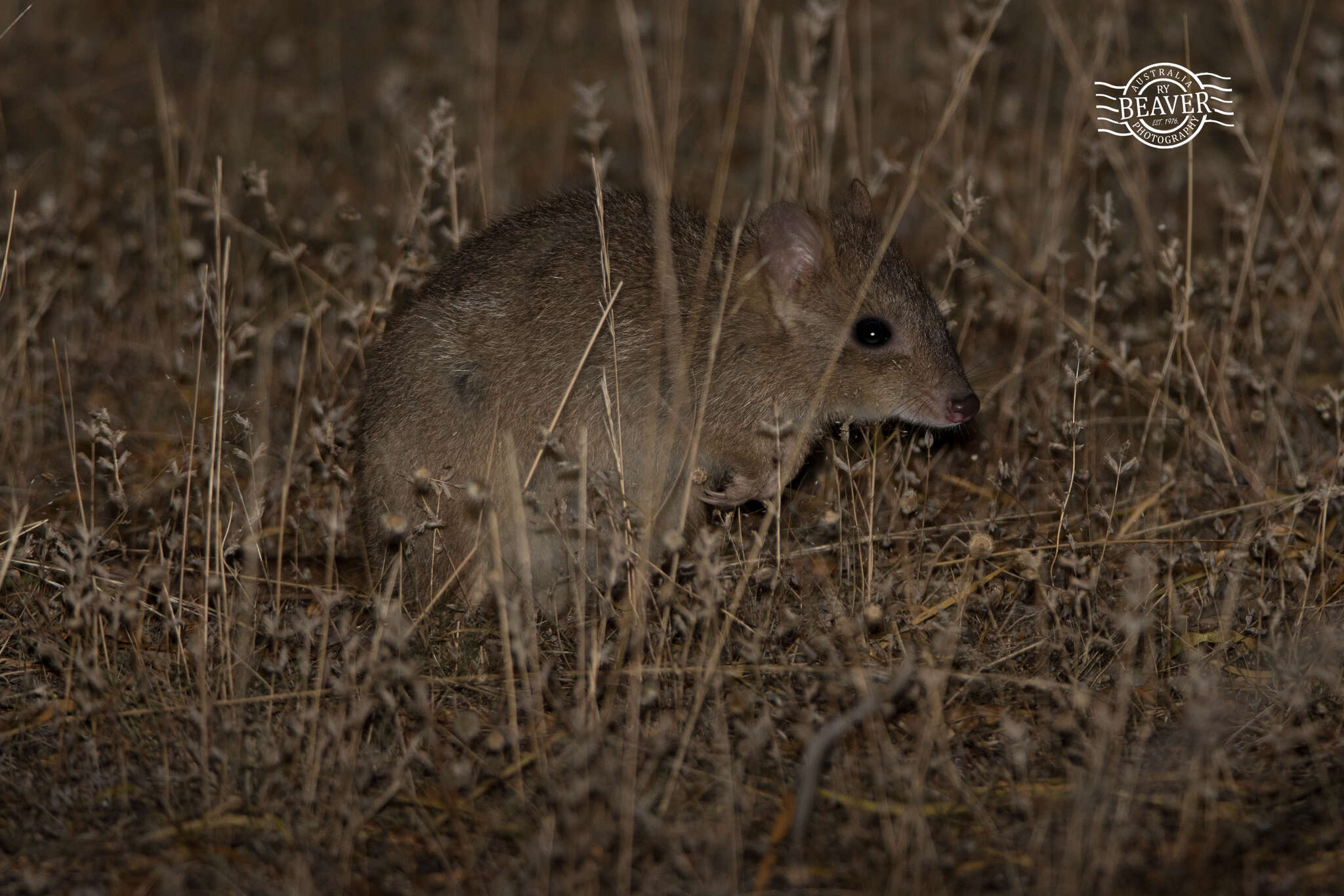 صورة Bettongia penicillata Gray 1837