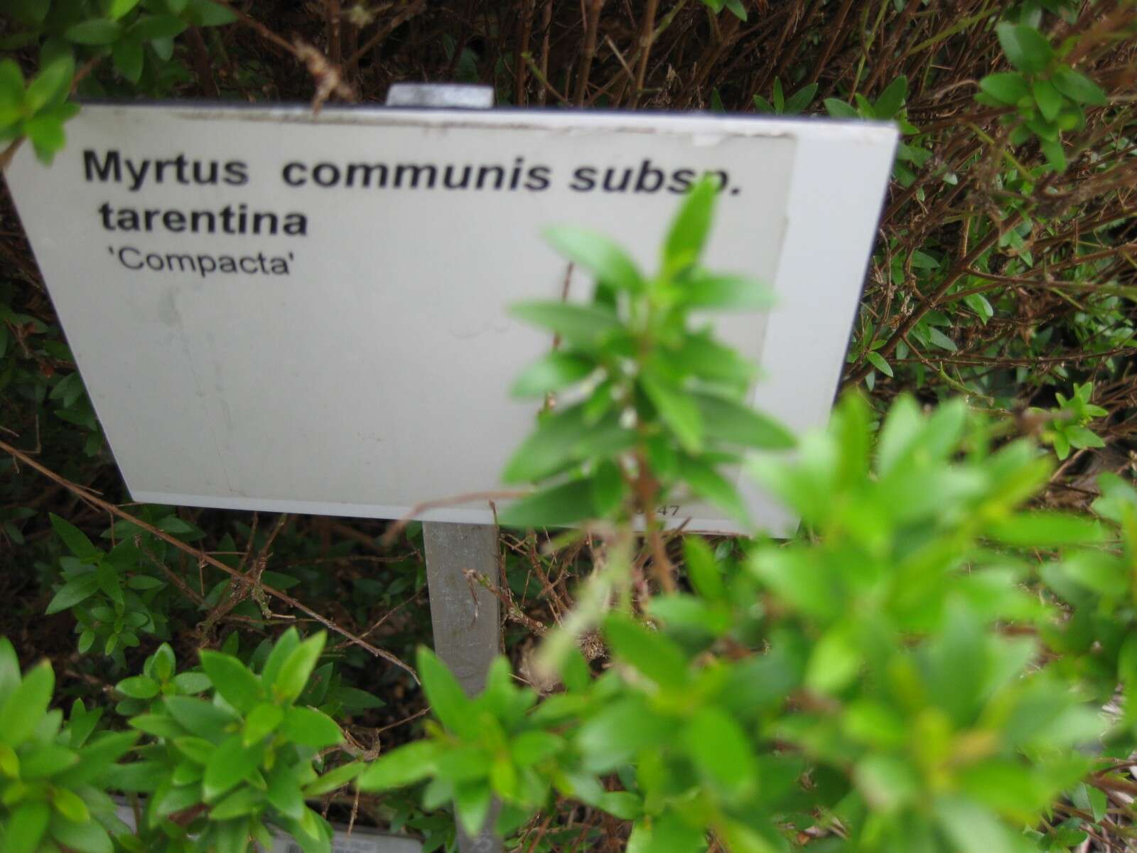 Image de Myrtus communis L.