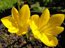 Image of winter daffodil