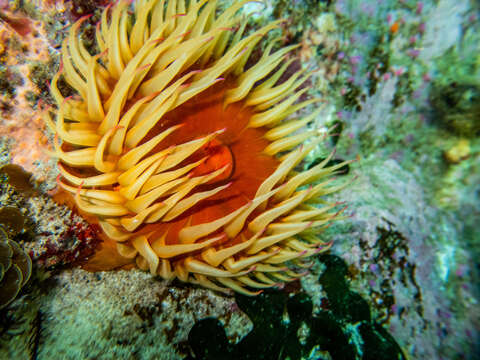 Image of False plum anemone