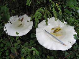 Image of giant clitocybe