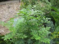 Image of cultivated licorice