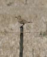 Image of Large-billed Lark