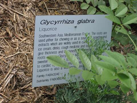 Imagem de Glycyrrhiza glabra L.