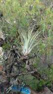 Imagem de Tillandsia makoyana Baker