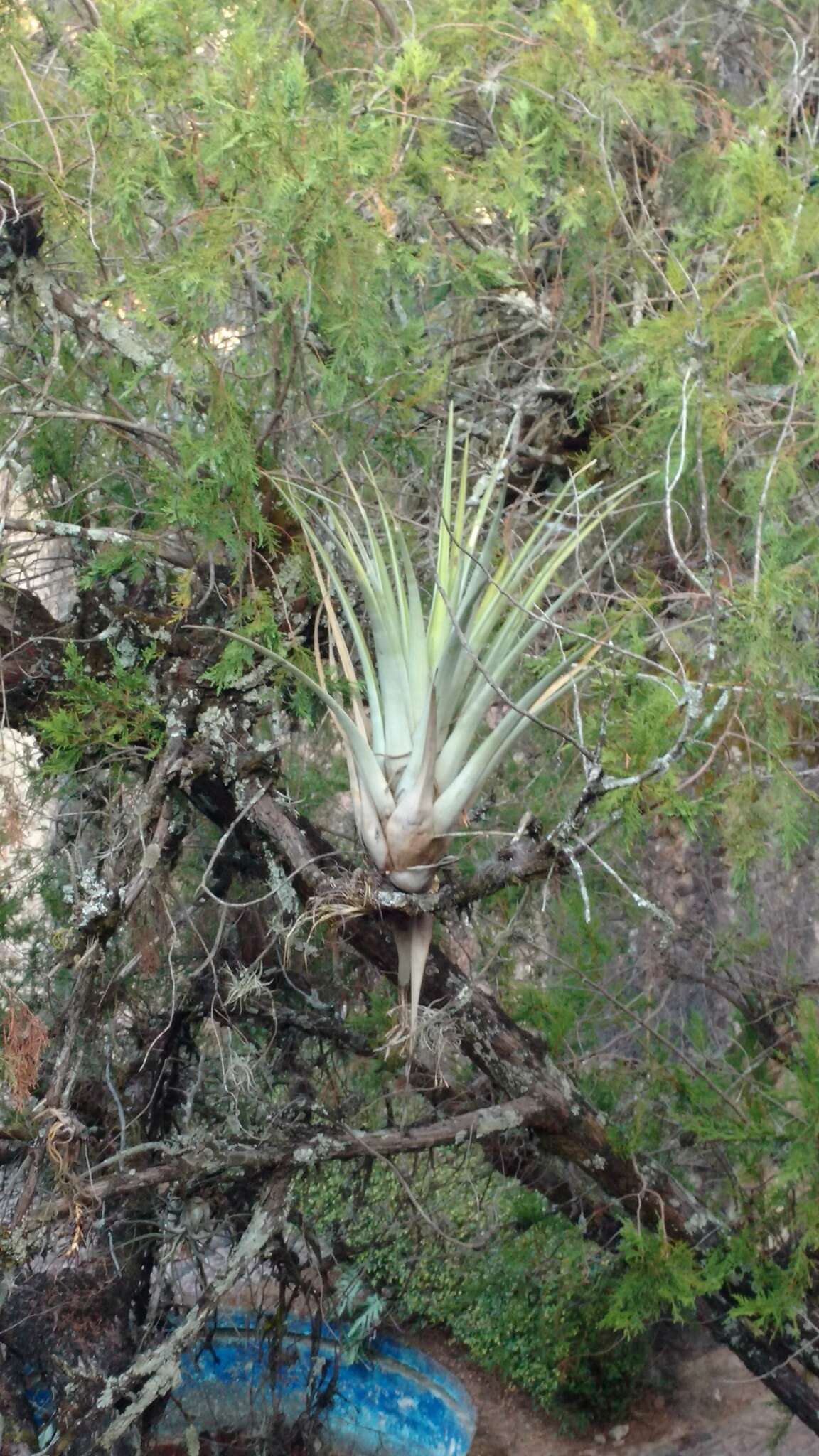 Imagem de Tillandsia makoyana Baker