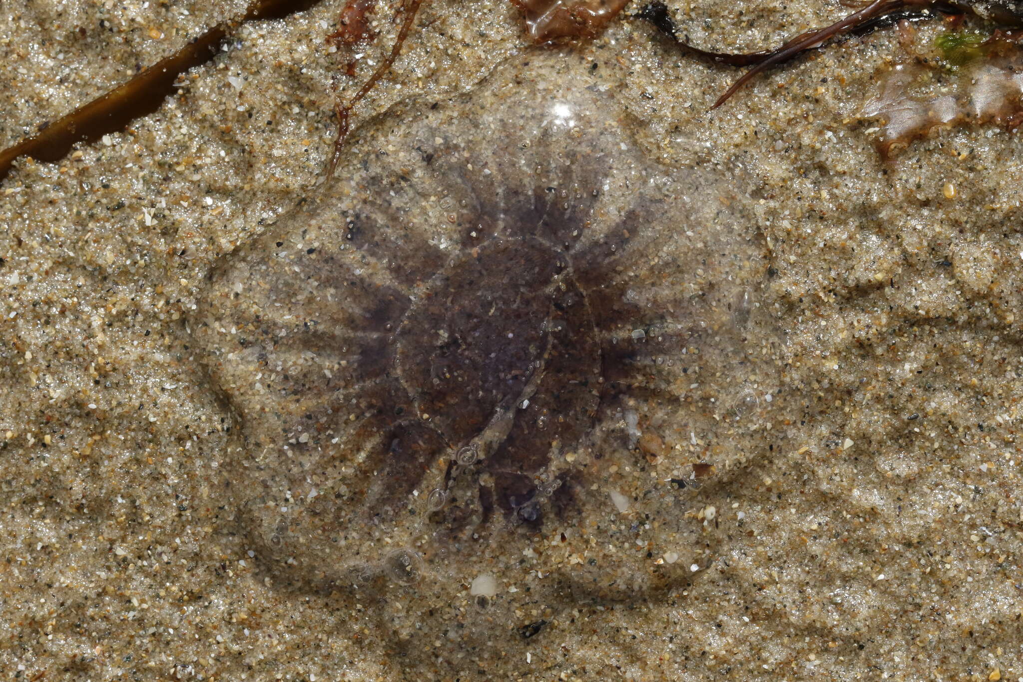 Image of Blue Jellyfish