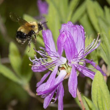 Image of Sanderson Bumble Bee