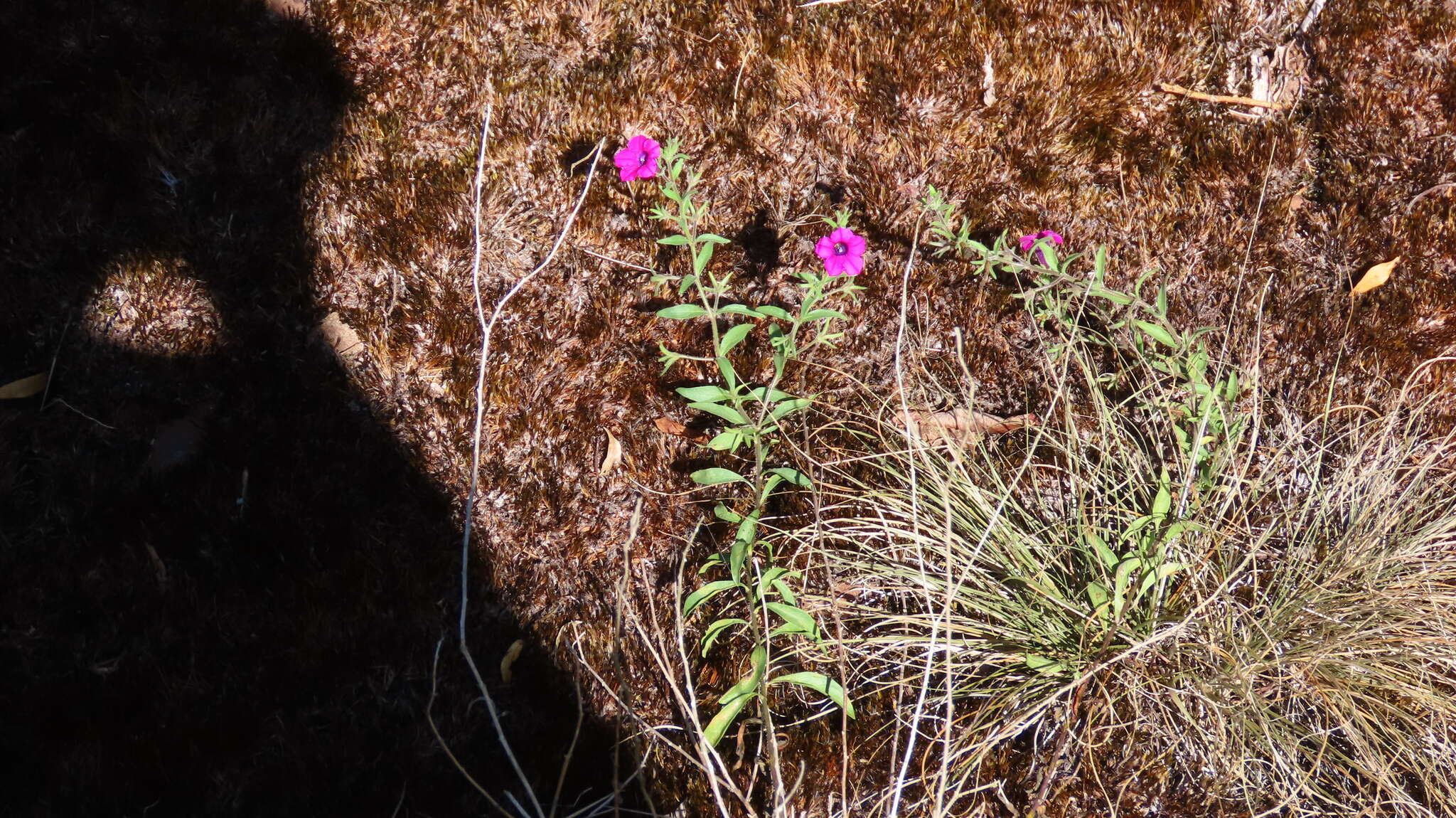 Image de Petunia integrifolia (Hook.) Schinz & Thellung