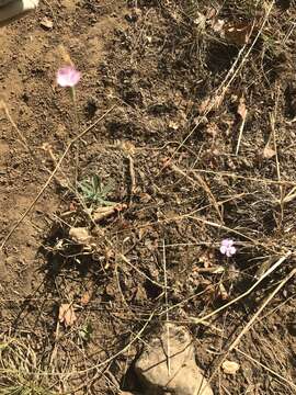 Image of Dianthus bicolor Adams