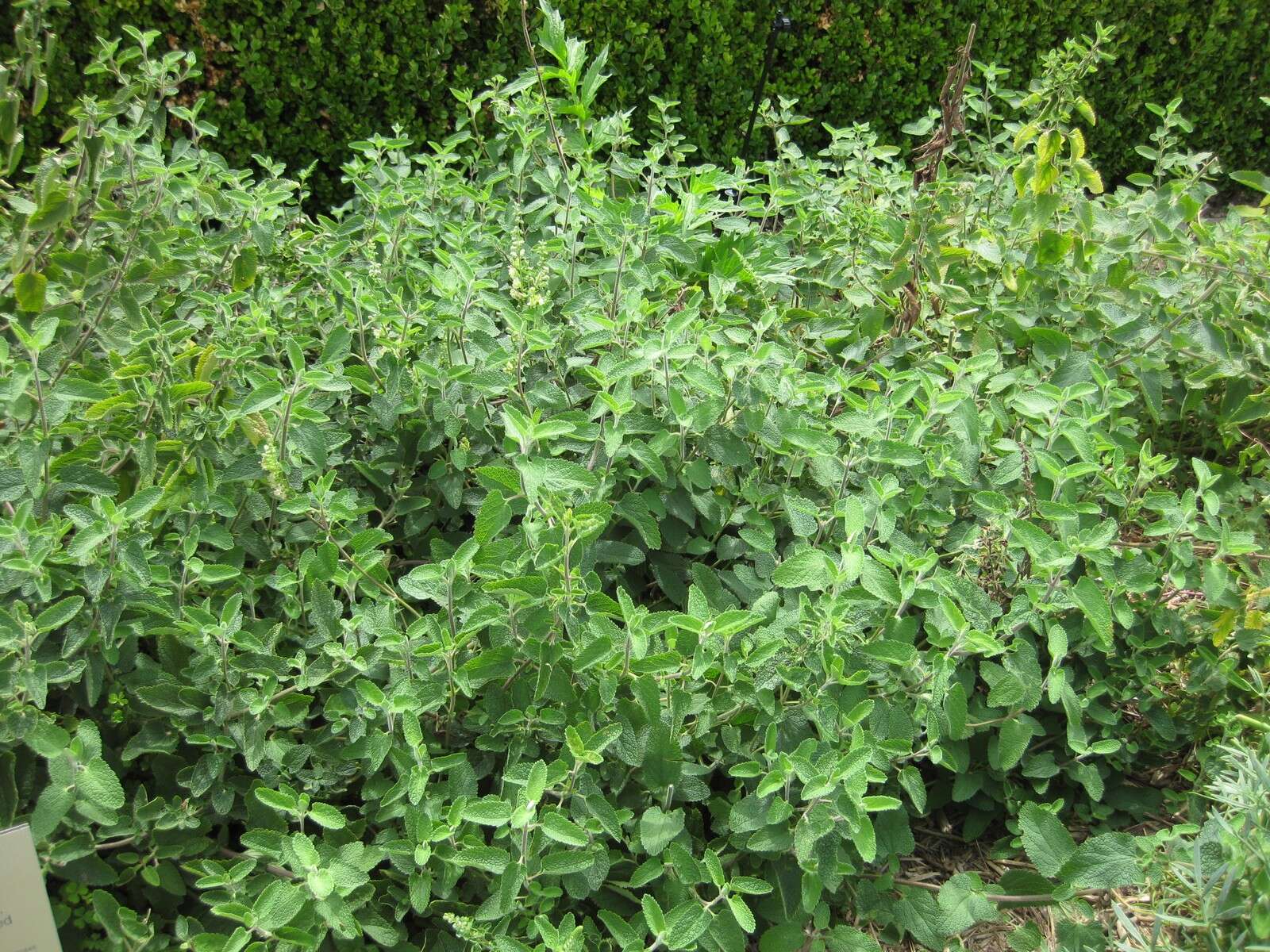 Слика од Teucrium scorodonia L.