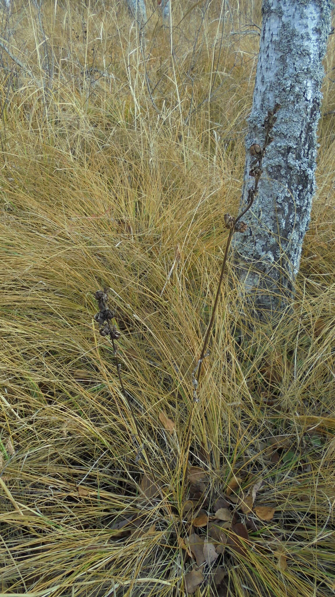 Image of moor-king lousewort