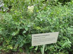 Слика од Teucrium scorodonia L.
