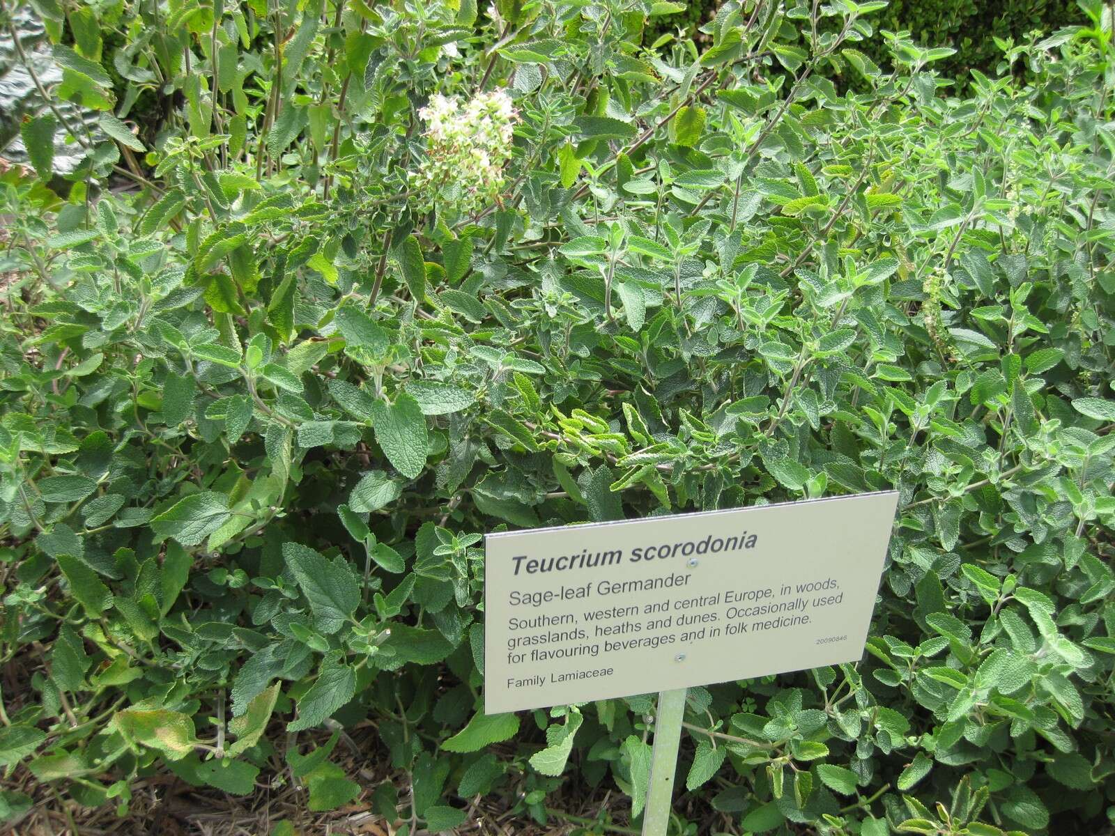 Слика од Teucrium scorodonia L.