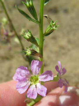 Image de Lythrum ovalifolium Engelm. ex A. Gray