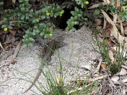 Image of Painted Tree Iguana