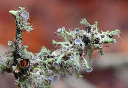 Image of shield lichen